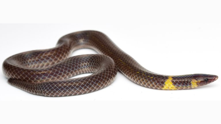Close up of dwarf reed snake