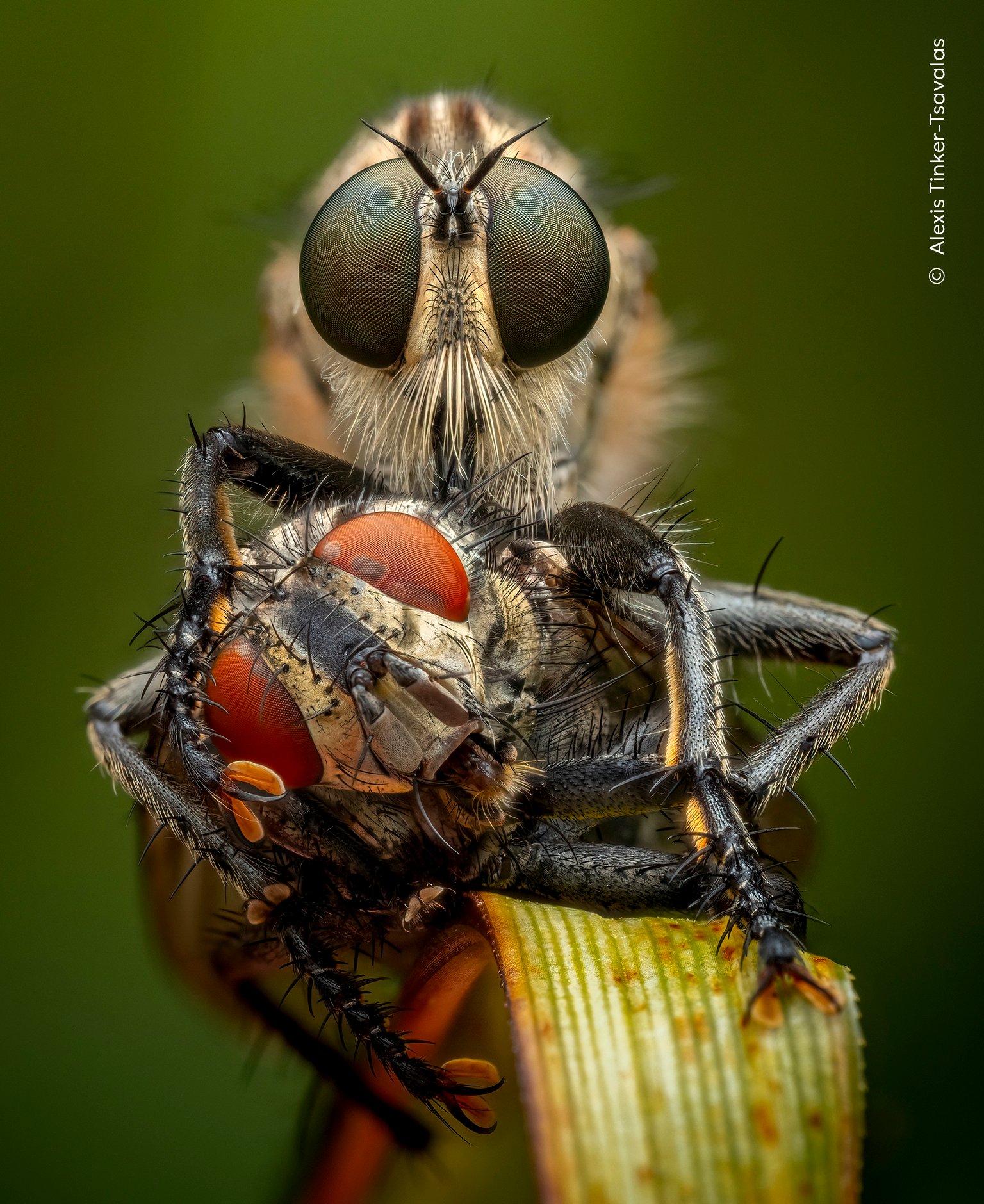 robber fly eating victim