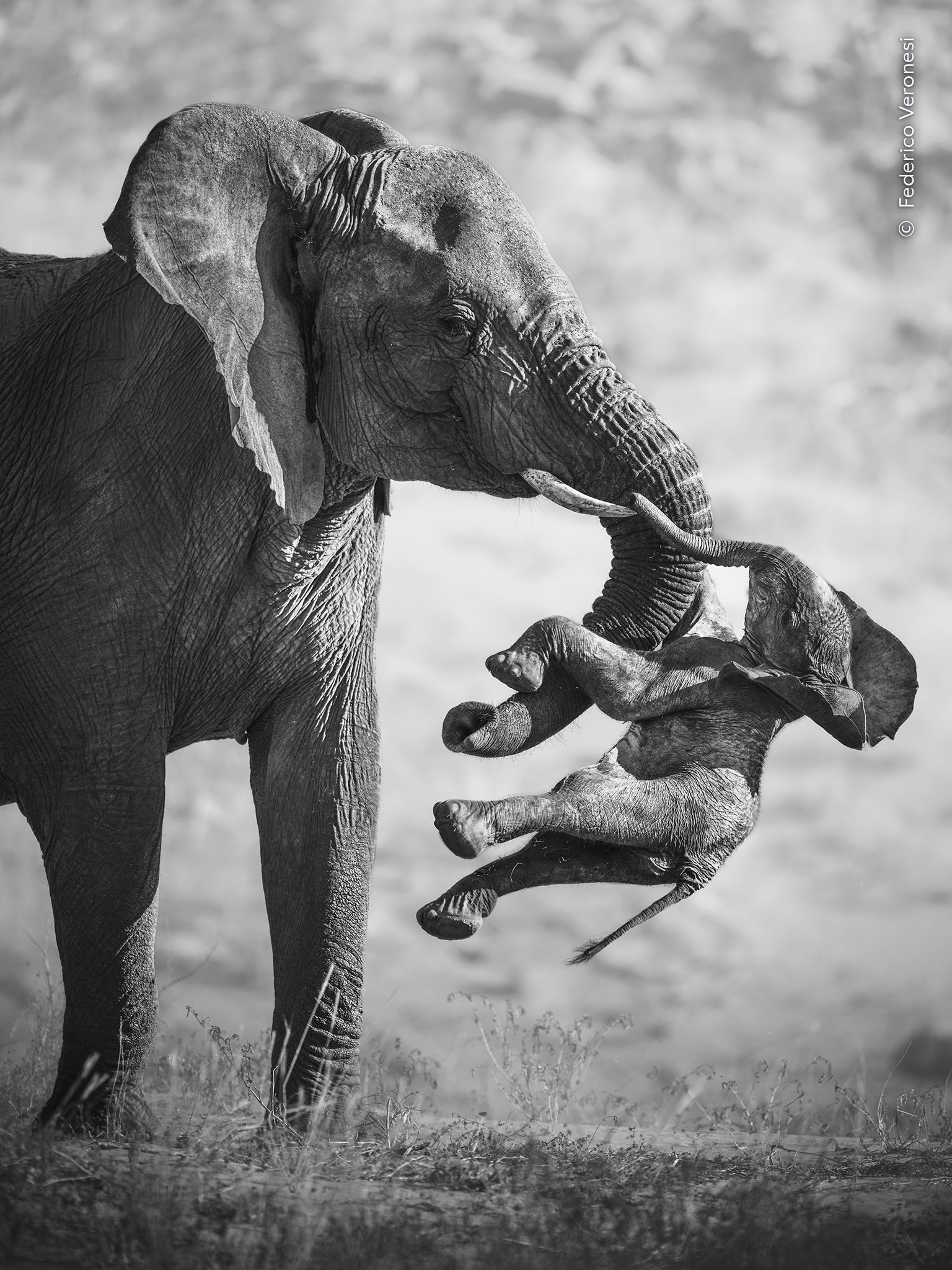 an elephant carrying a dead calf,