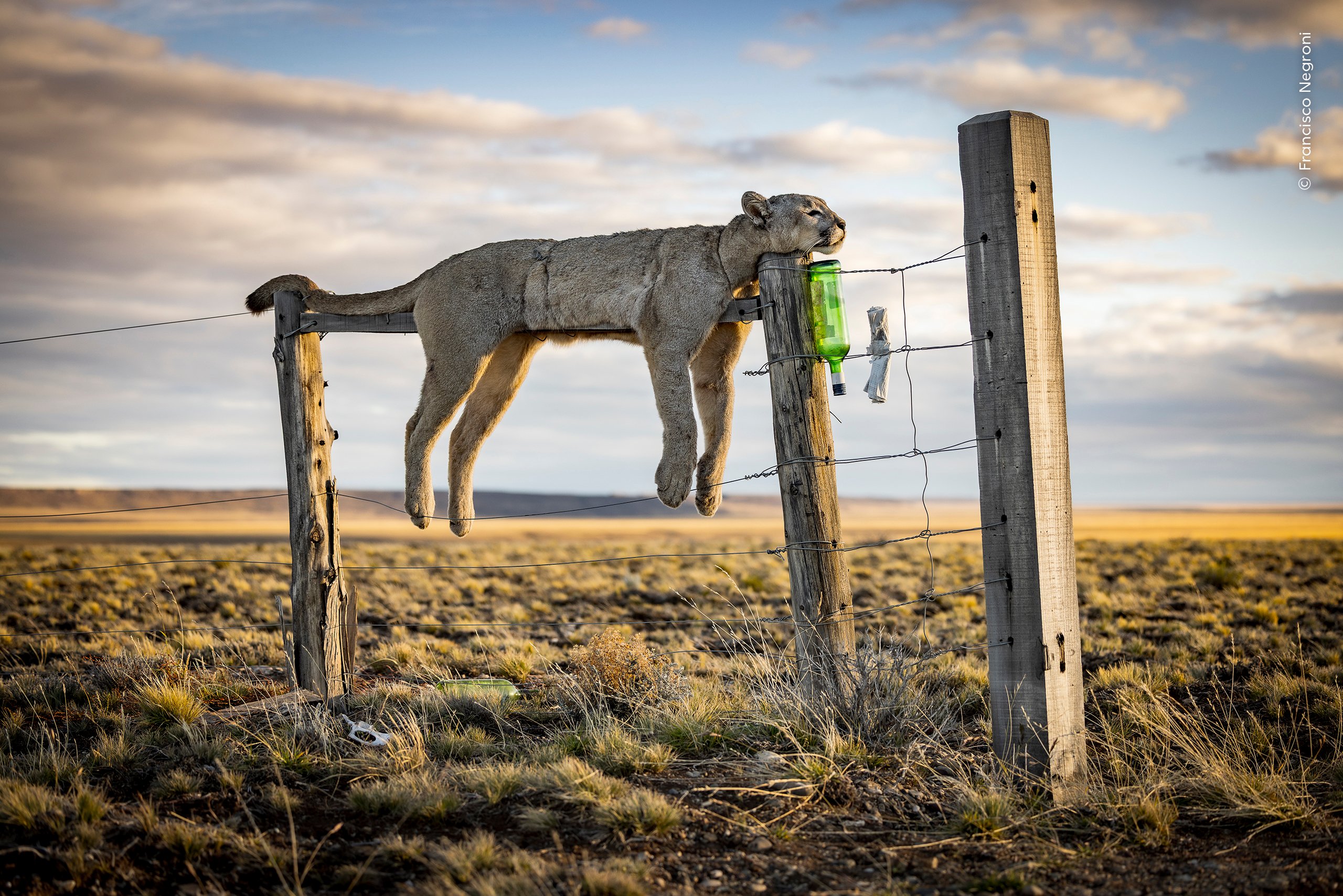 dead puma amid the rugged, windswept beauty of Argentine Patagonia