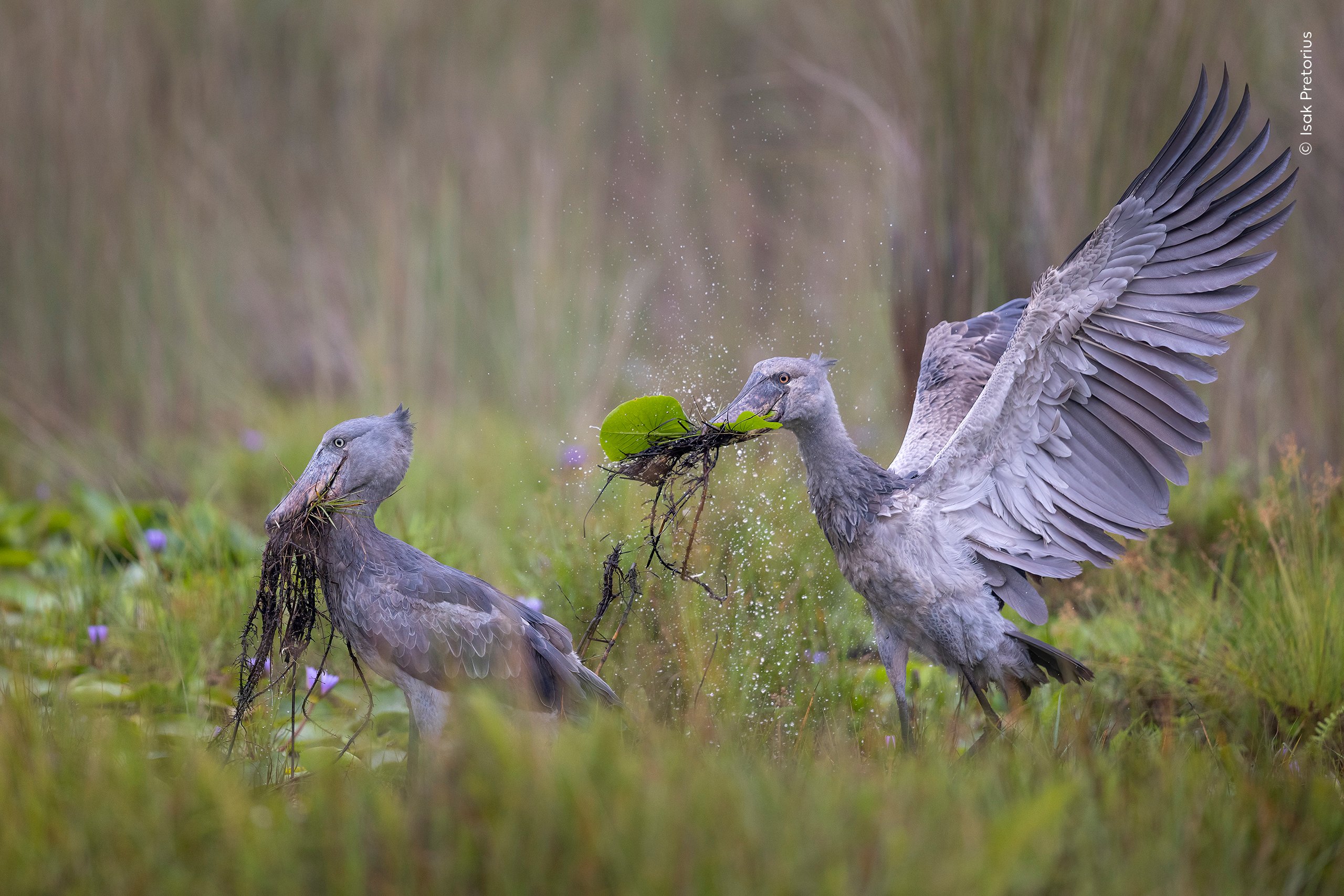  two elusive shoebill storks among wetland vegetation. 