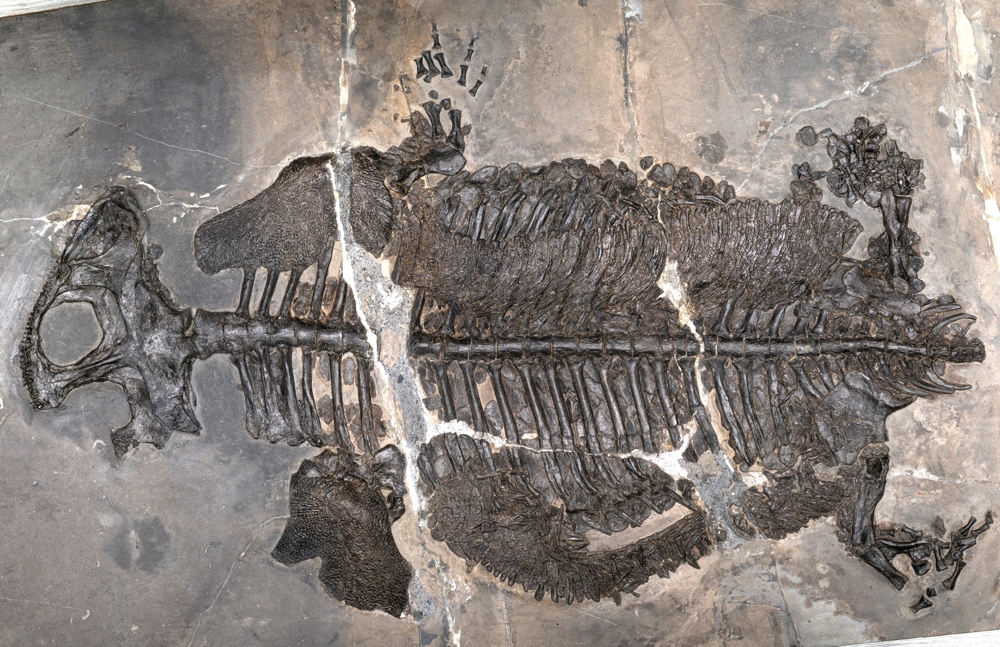 Rodent Foot Skeleton Earth’s first fully-marine amphibian stalked the seafloor with a chunky ...