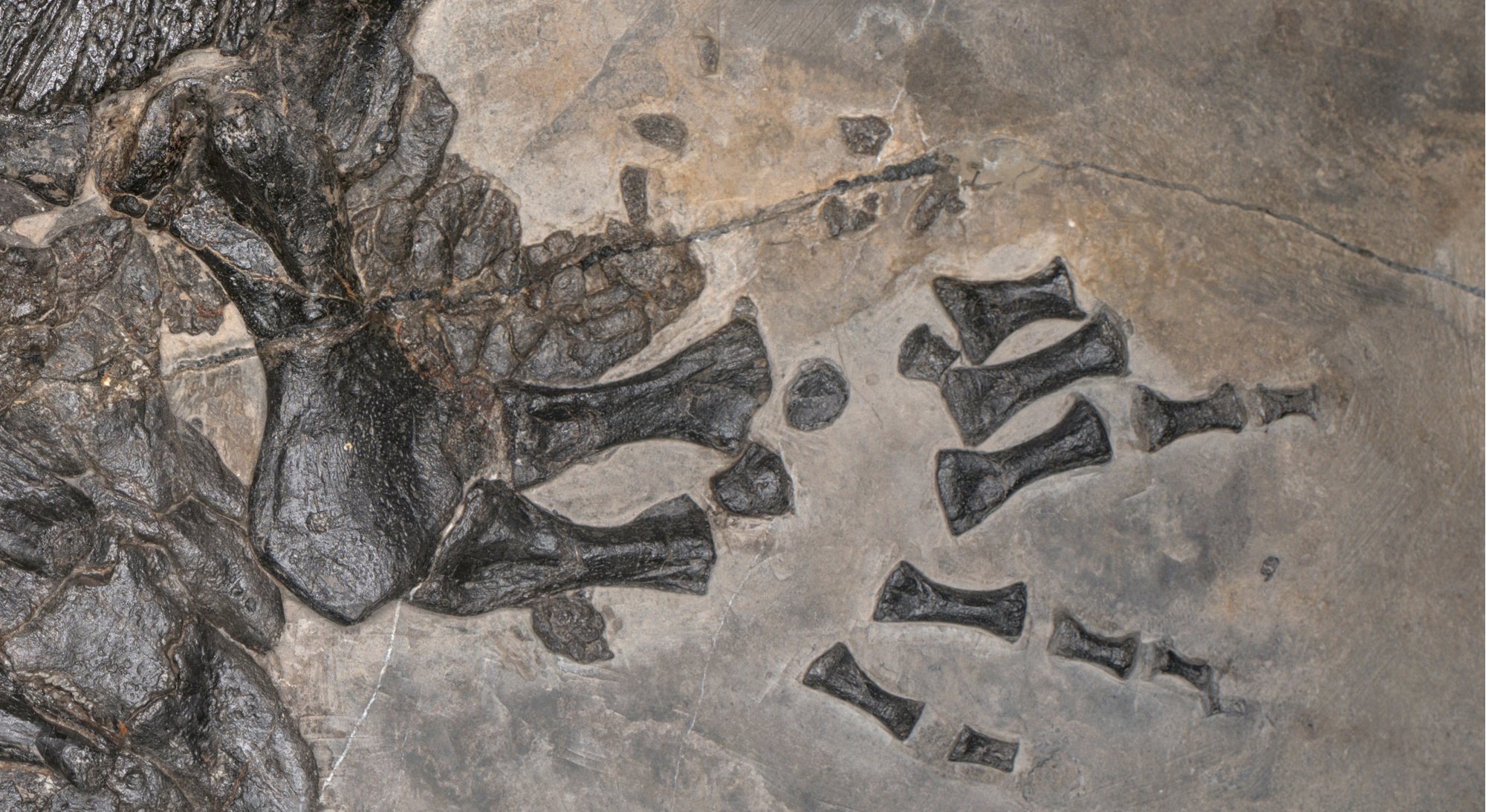 The fossilized left hand of the newly discovered prehistoric marine amphibian Gerrothorax maritimus. Image: Ryosuke Motani/UC Davis.