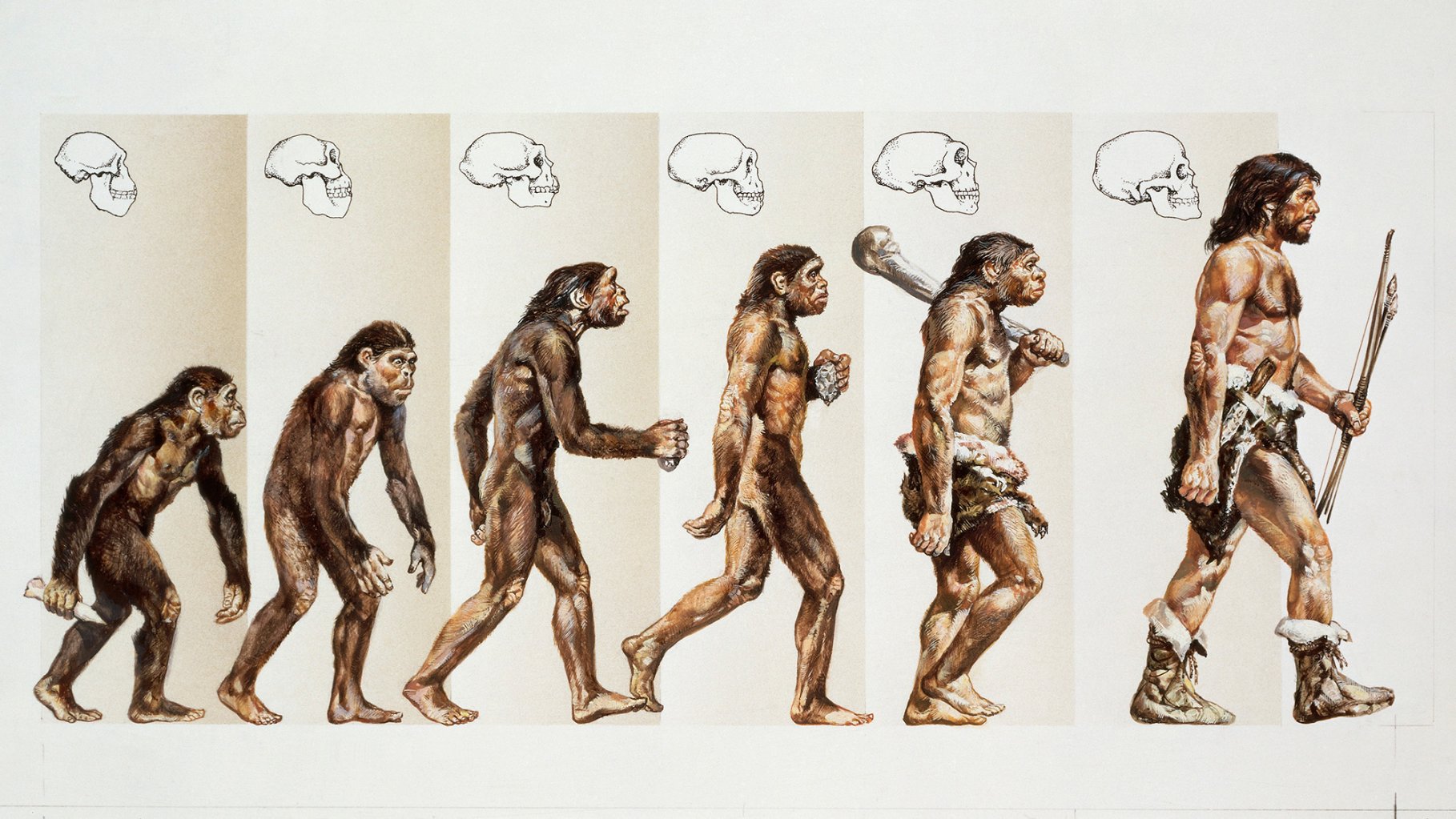 ancient human evolution drawing showing different hominid species walking to the right towards homo sapiens.