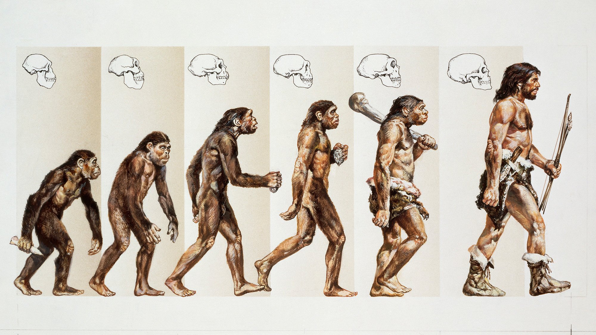 ancient human evolution drawing showing different hominid species walking to the right towards homo sapiens.