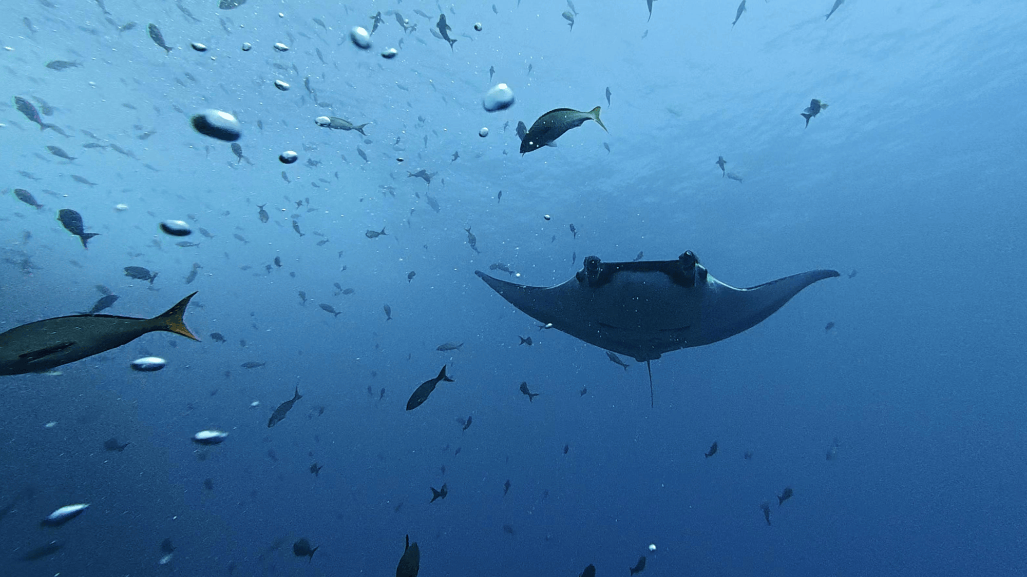A baby manta ray swimming near Central America.
