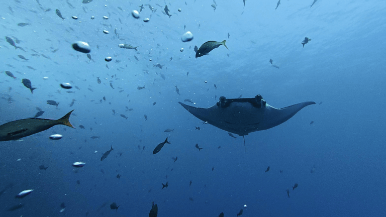 A baby manta ray swimming near Central America.