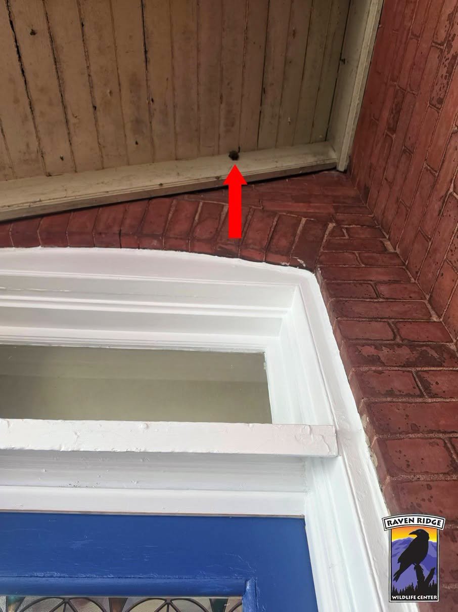 a bat hanging on a porch