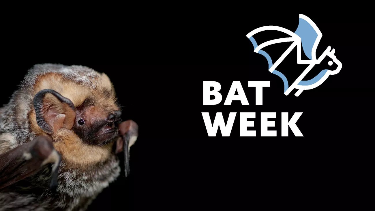 a bat next to a logo that says bat week