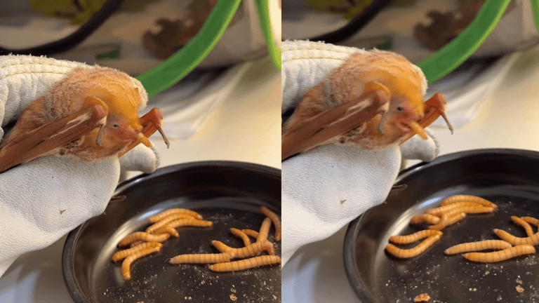 a bat eating a yellow worm