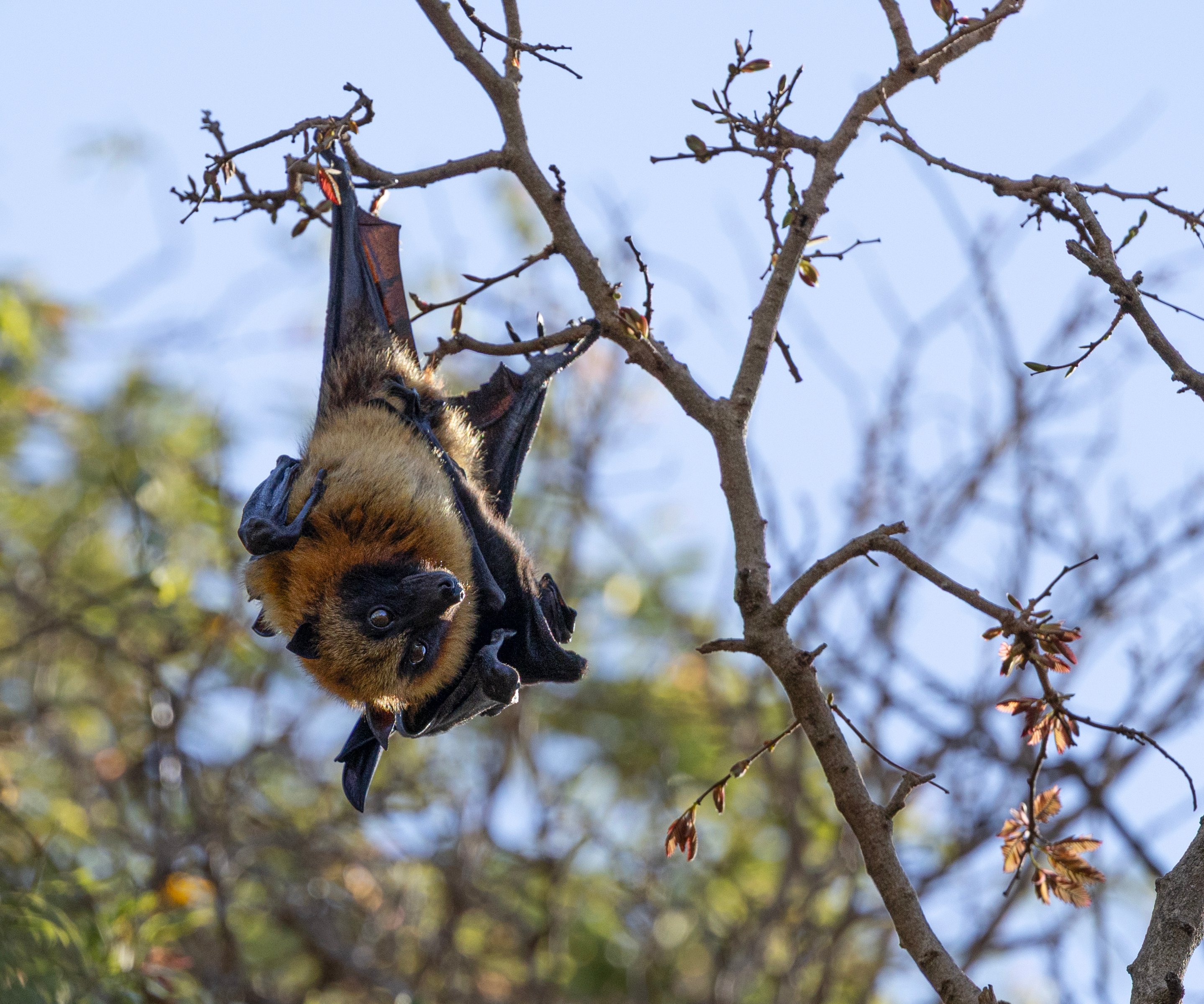 Malagasy Flying Fox; Pteropus rufus, (a species of Fruit Bat)) hanging upside down in its roost tree in Berenty Private Reserve, Madagascar, Africa.
