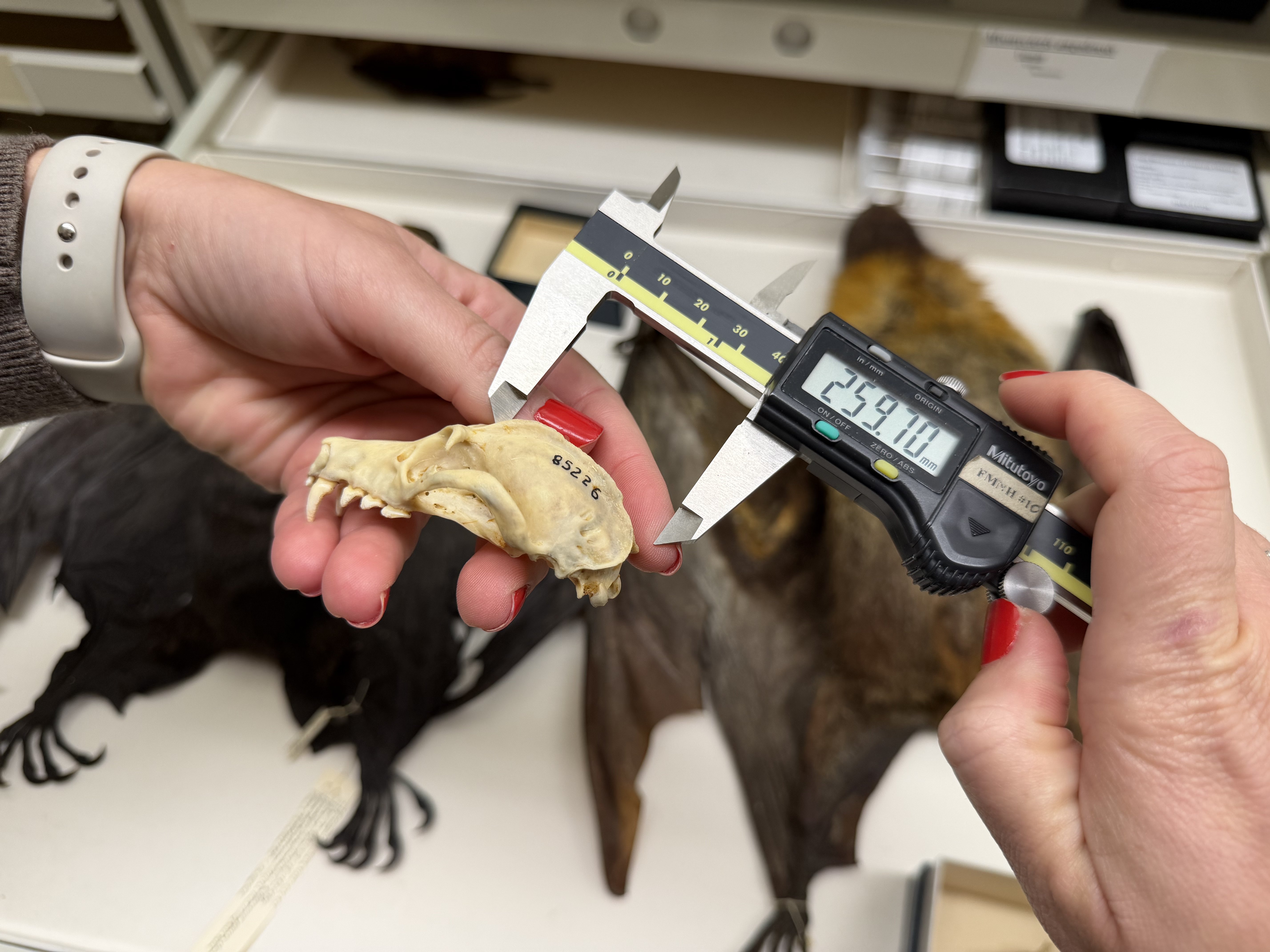 Emily Cornelius Ruhs measuring the skull of a Madagascar flying fox in the Field Museum's collections. Image: © Field Museum.