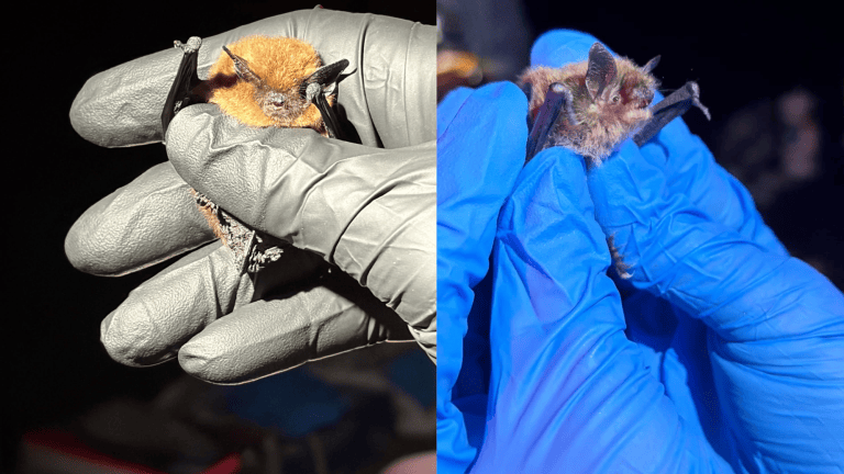 scientists with gloved hands put a tracker on a bat