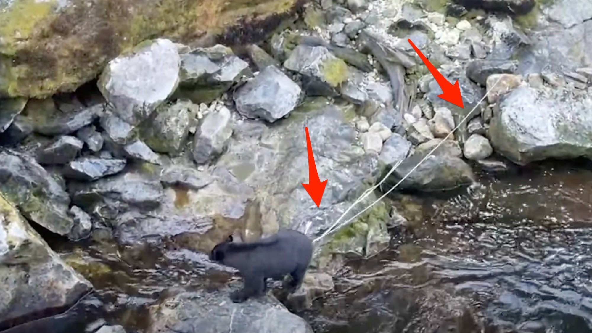 a bear walking along a creek with tape worms coming out of its butt