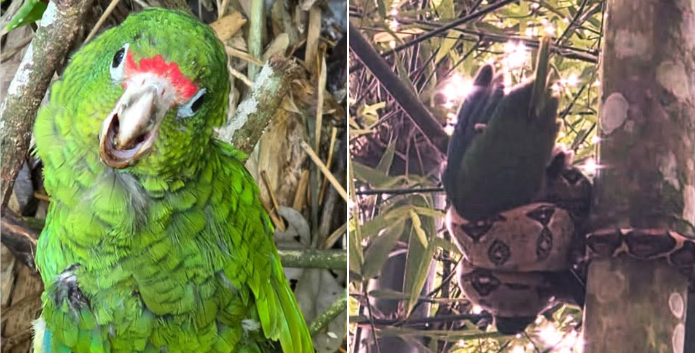 Young parrot rescued from grips of invasive boa snake