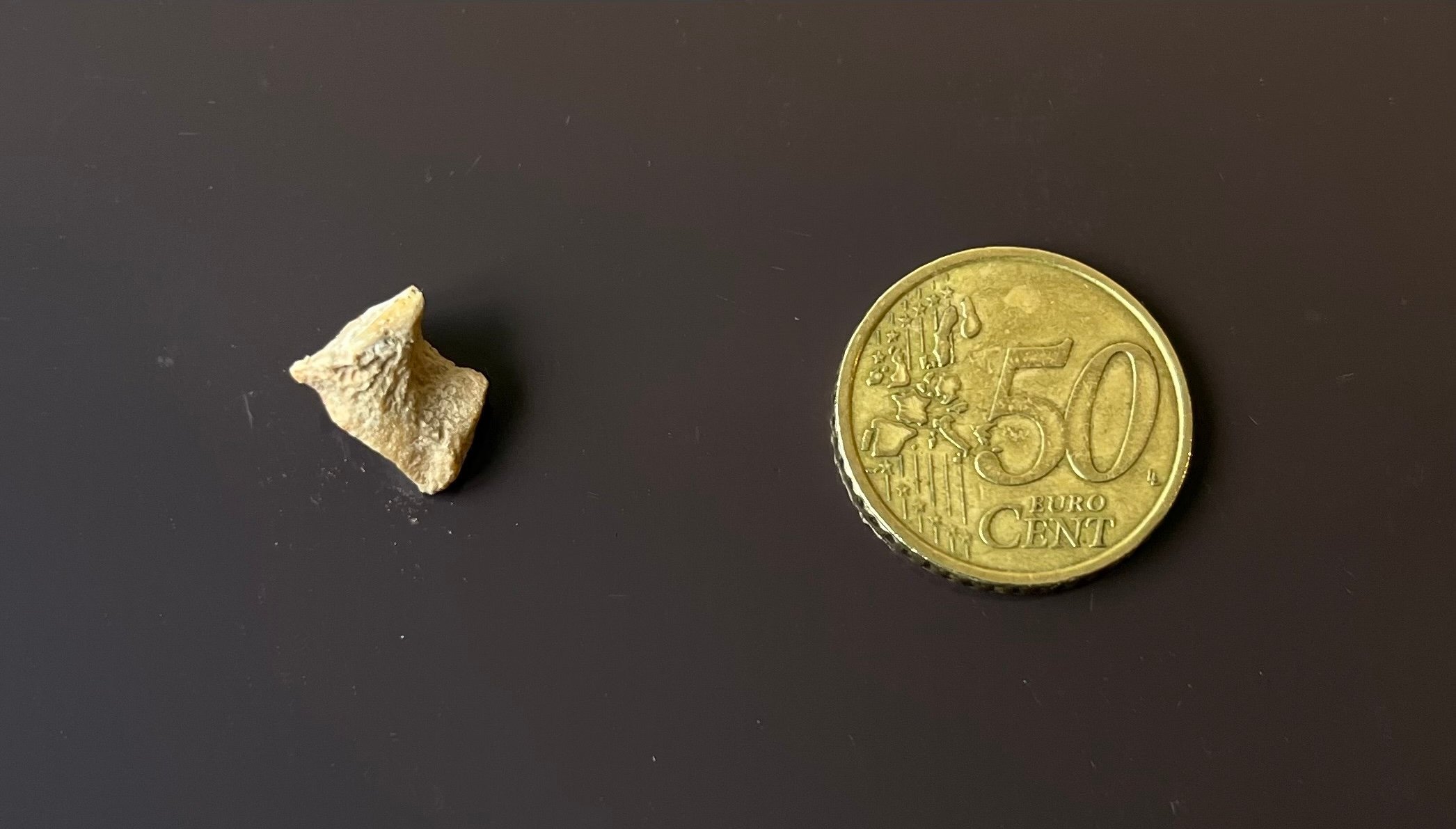 a small bone fragment next to a small coin