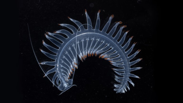 iridescent blue centipede-like creature.