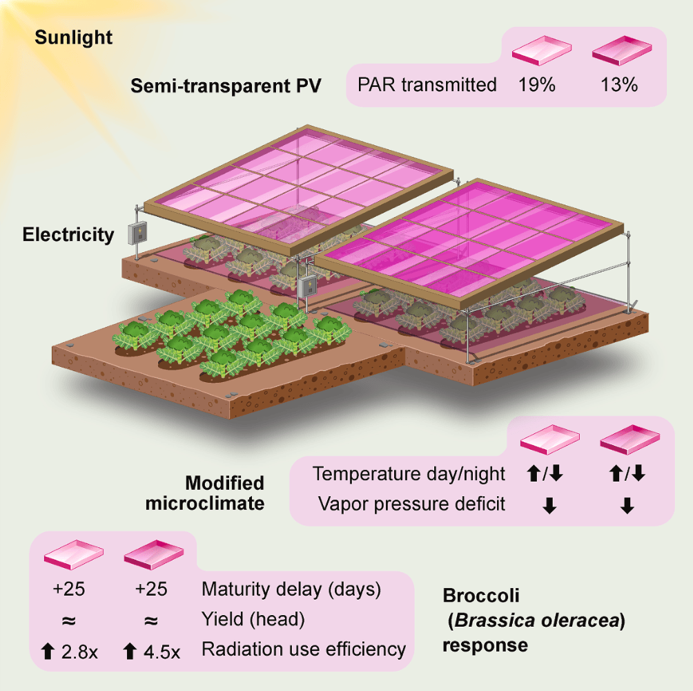 The experiment used magenta solar panels with different levels of transparency. Image: Ma Lu et. al “Cell Reports Physical Science,” 2026.