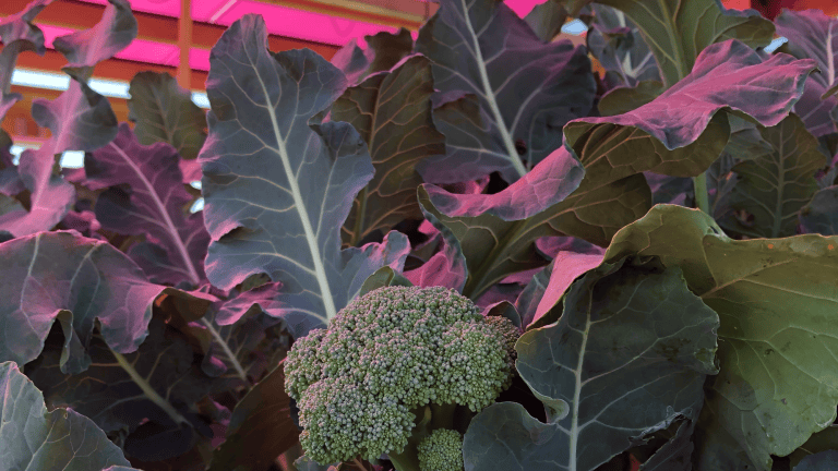 broccoli growing under solar panels with some pink light