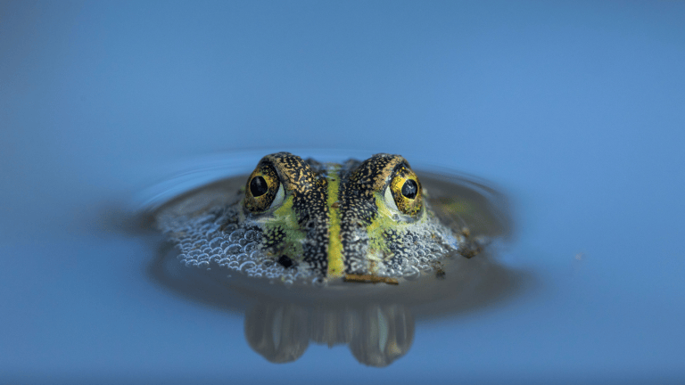 a bullfrog peering out of a pond