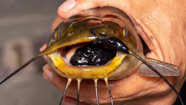 Catfish being held by human hands with a black growth inside of its mouth.