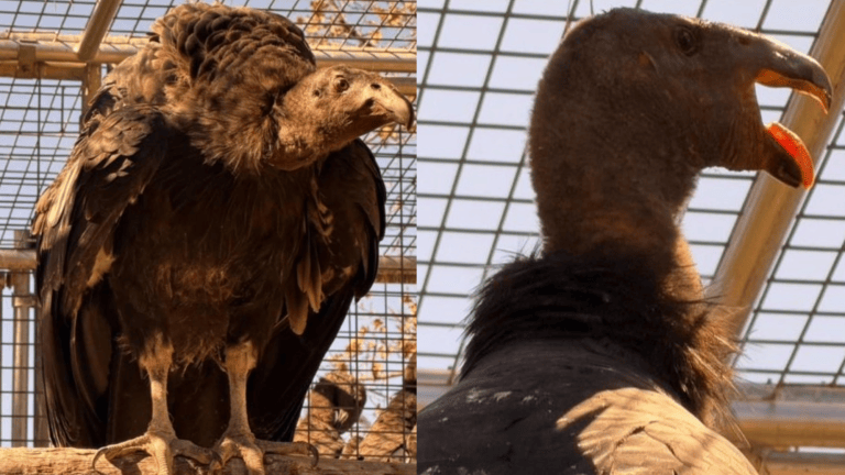 two california condors