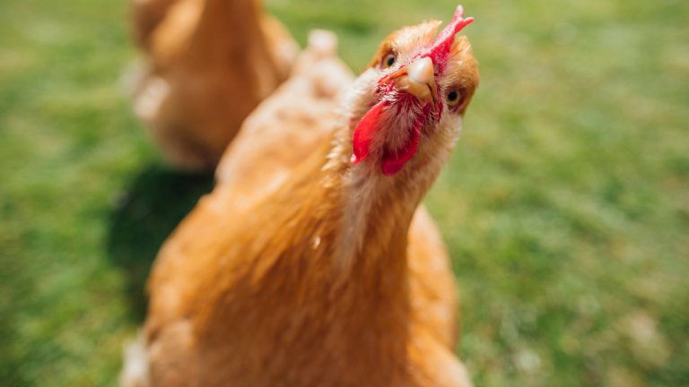 Pet buff orpington hen looking at the camera in a family garden.