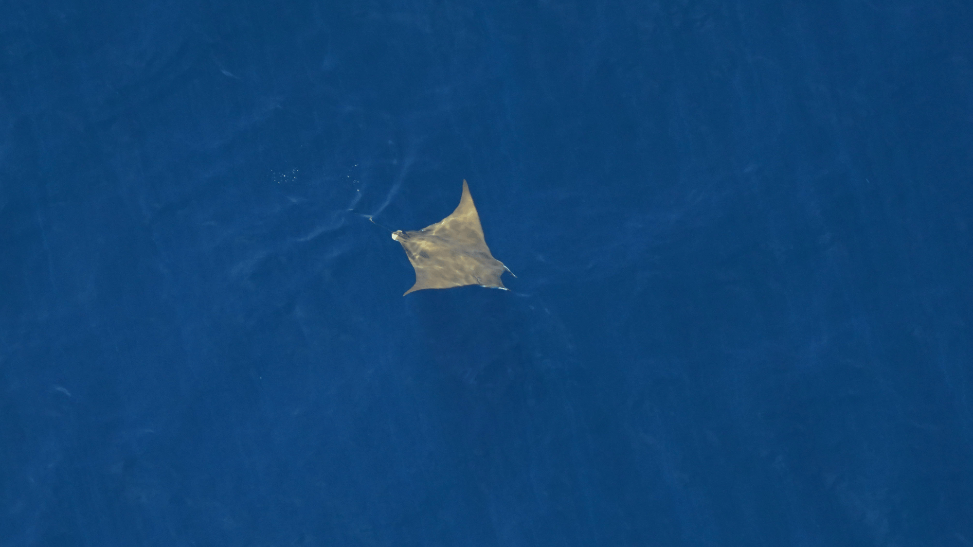 a large stingray swims in the ocean and is seen from the air