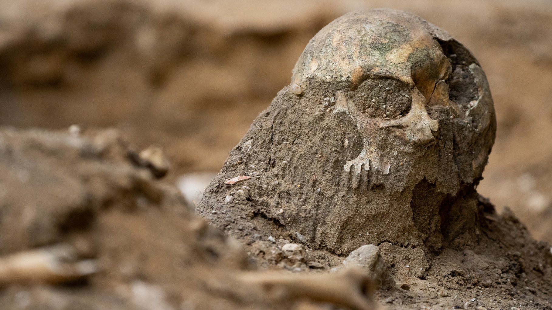 A skull and other disarticulated bones partially covered in soil at Westminster Abbey.