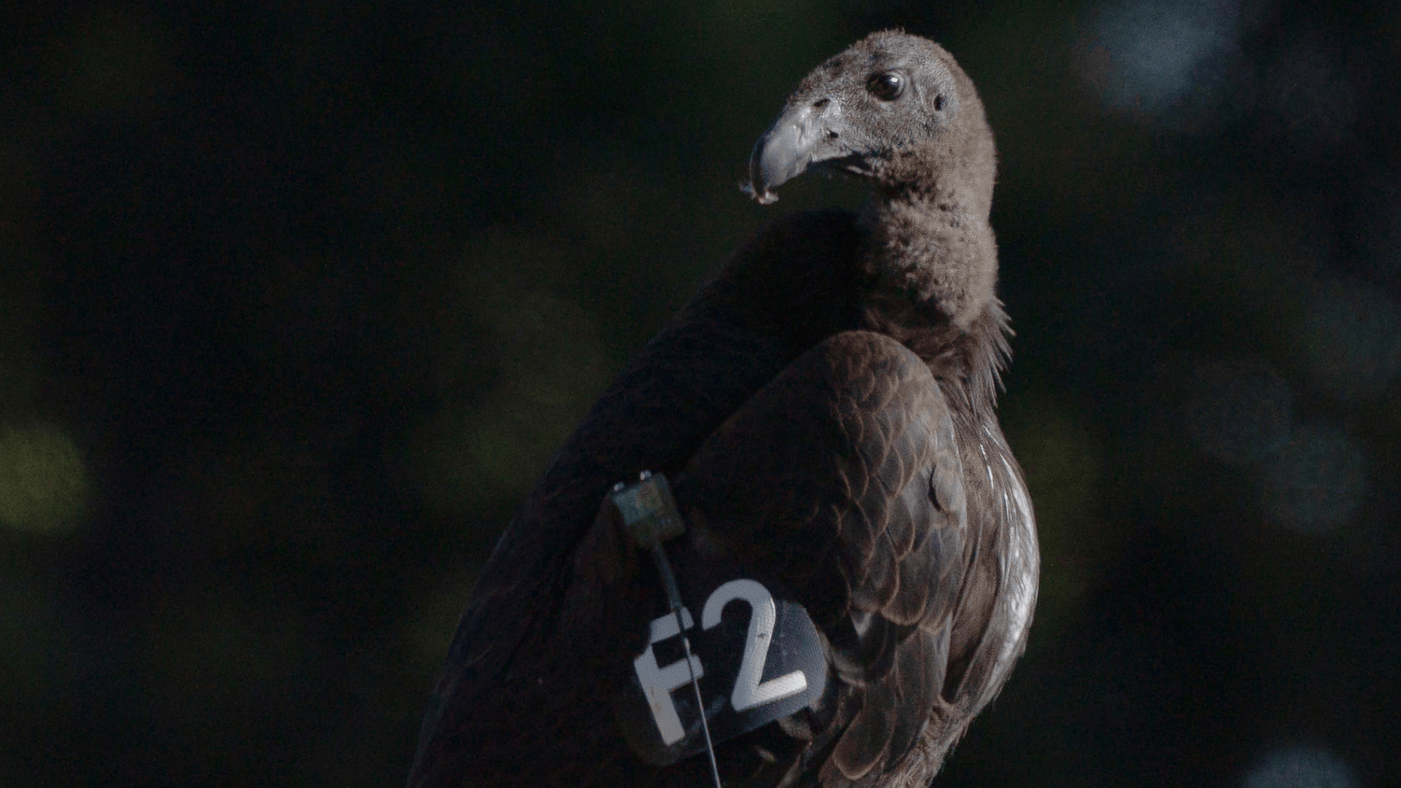 Seven young condors released in northern California