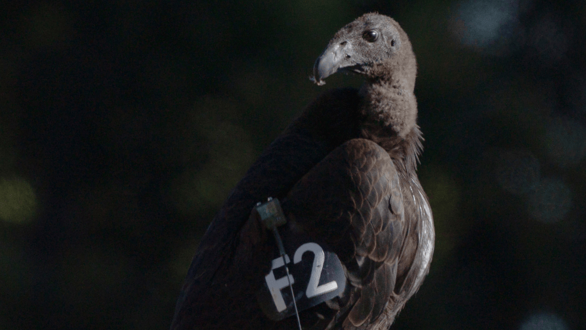 Seven young condors released in northern California