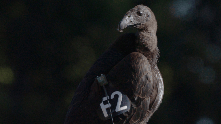 a large black bird with a tag on it