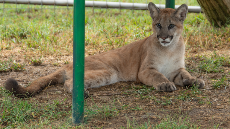 a three legged cougar laying on grass