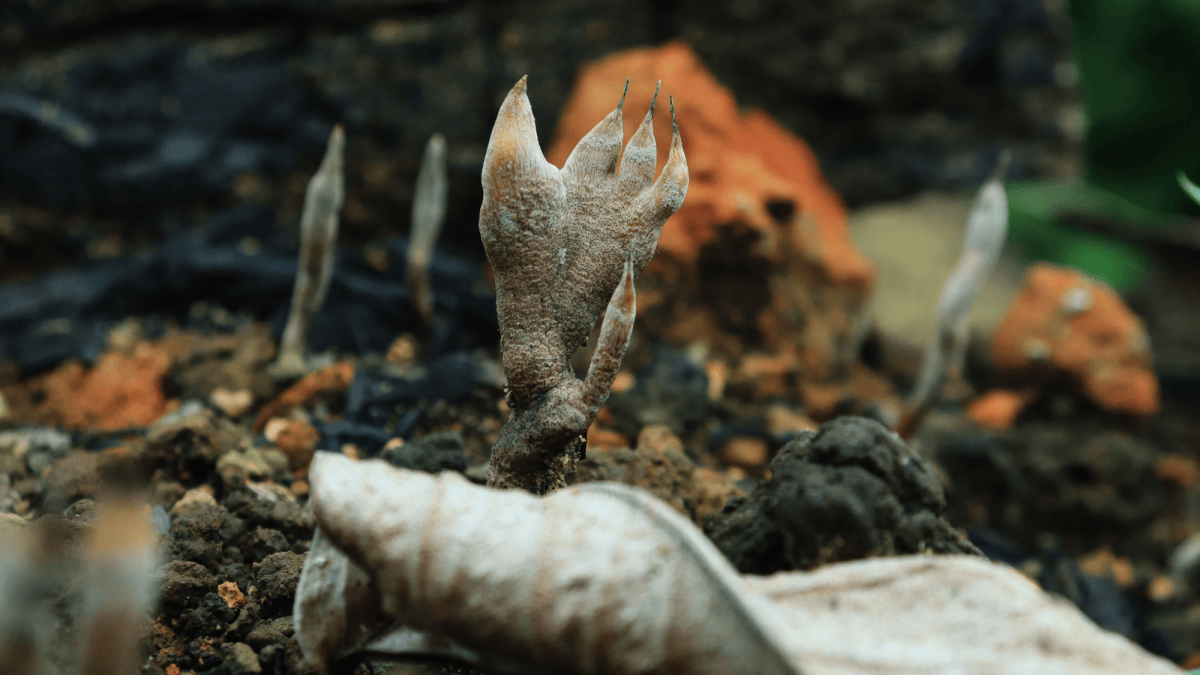 9 spooky photos of dead man’s finger fungus