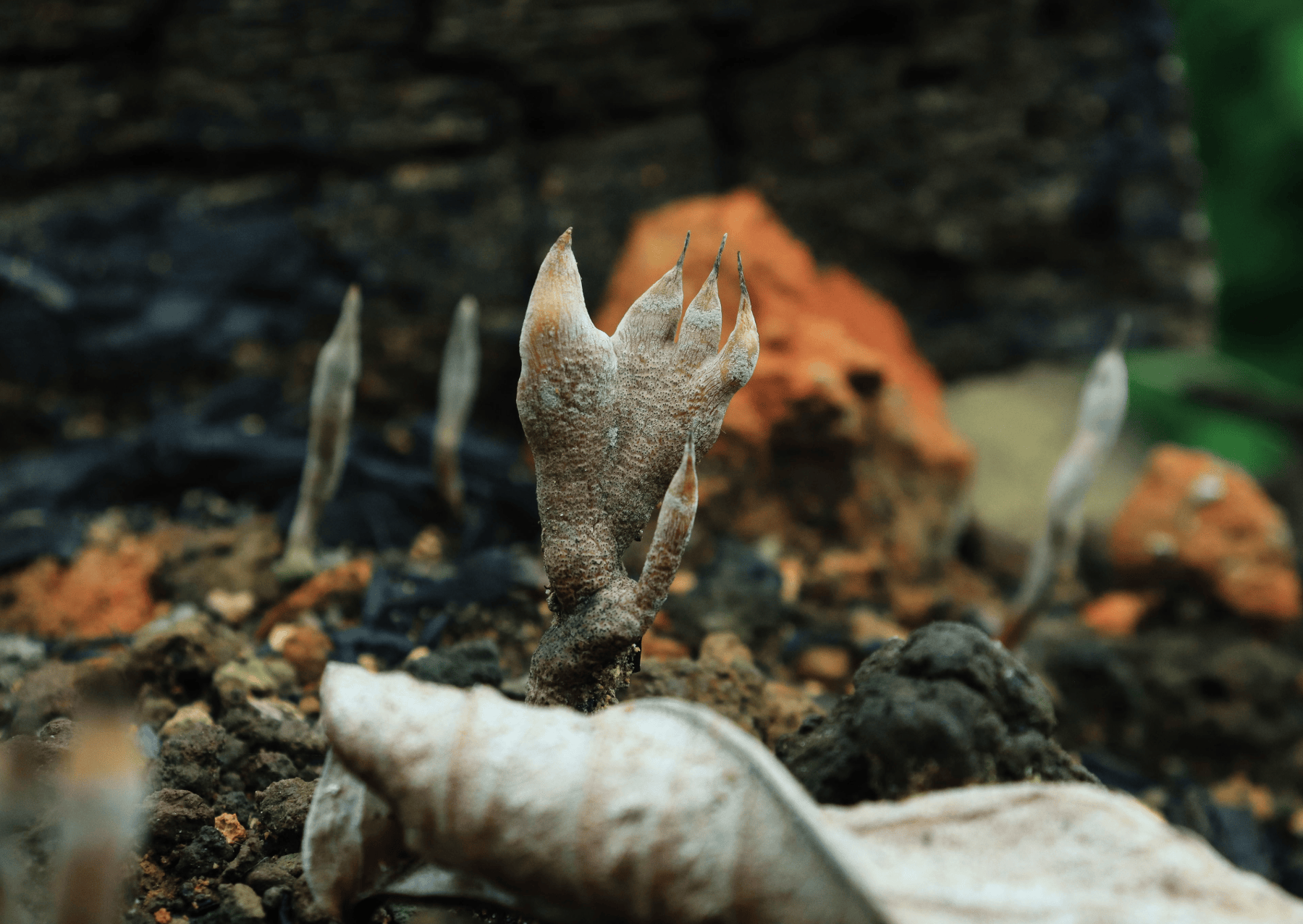 a white fungus that looks like a hand
