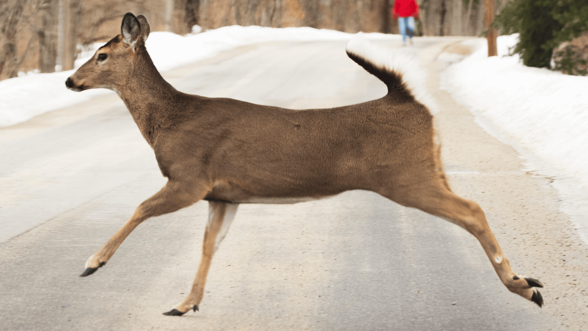 Bir geyiğe çarparsanız ne yapmalısınız