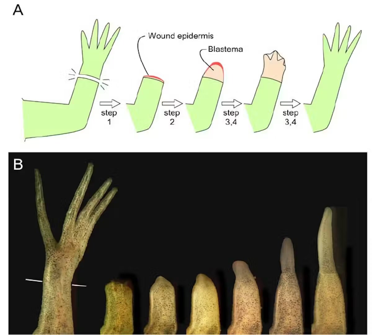 wound repair