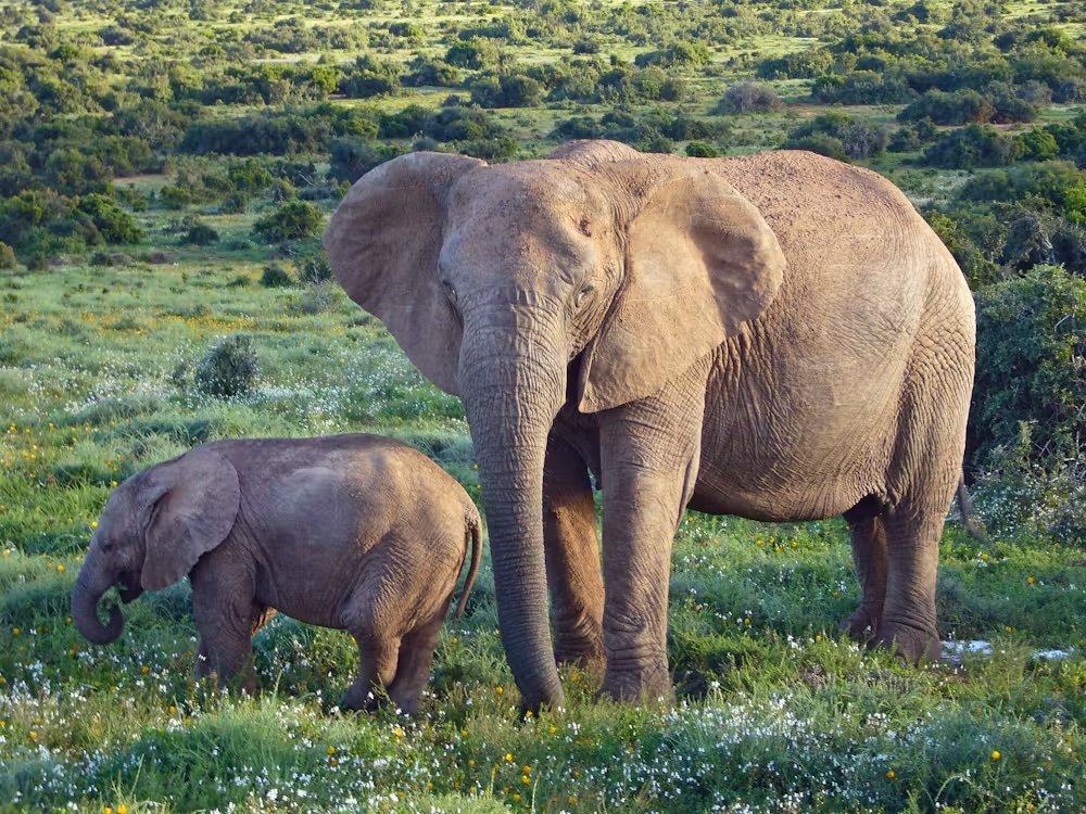 elephant and its calf