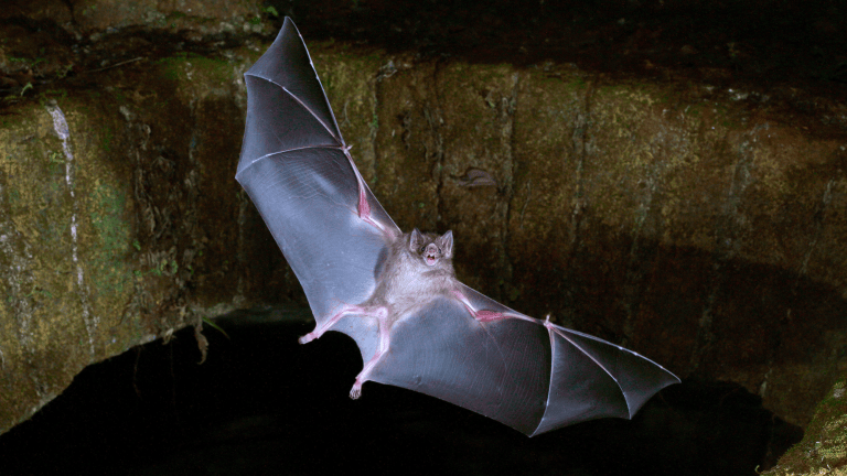 a bat flying