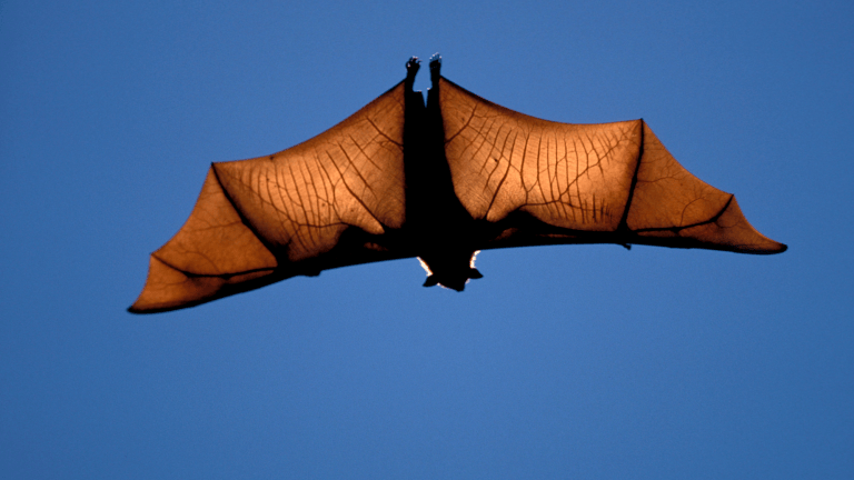 The winged mammals boast five-foot-wide wingspans.