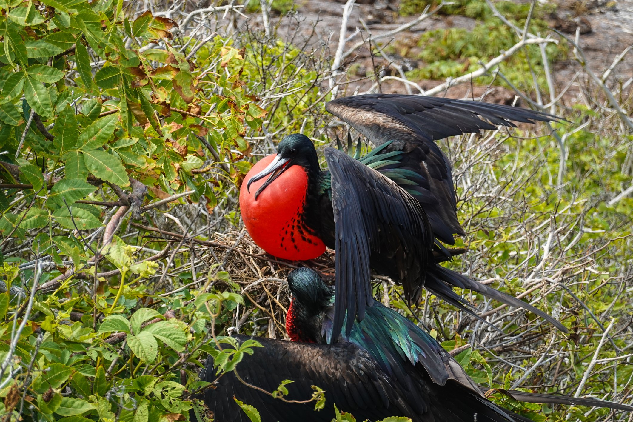 Frigatebird with its inflated pouch in the genovesa island in the Galapagos in Ecuador in South America sits in tree branches.