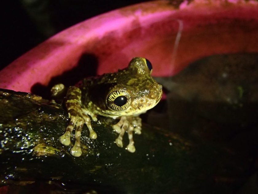 a green frog on a stone