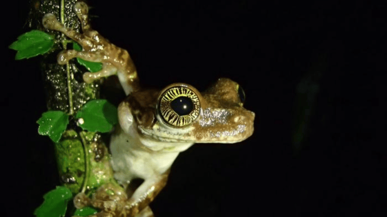 a frog with big eyes on a leaf