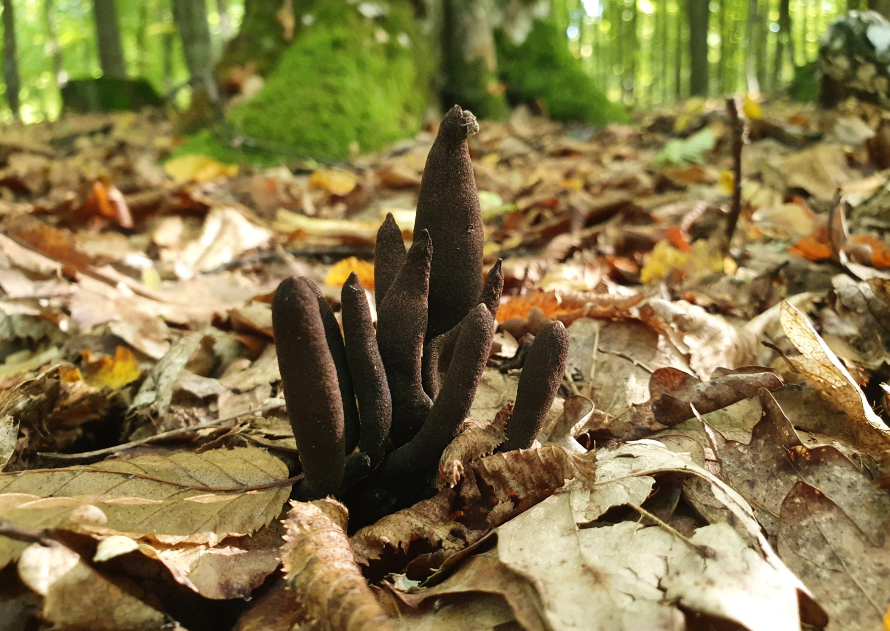 a fungus taht looks like fingers comign outof leaces