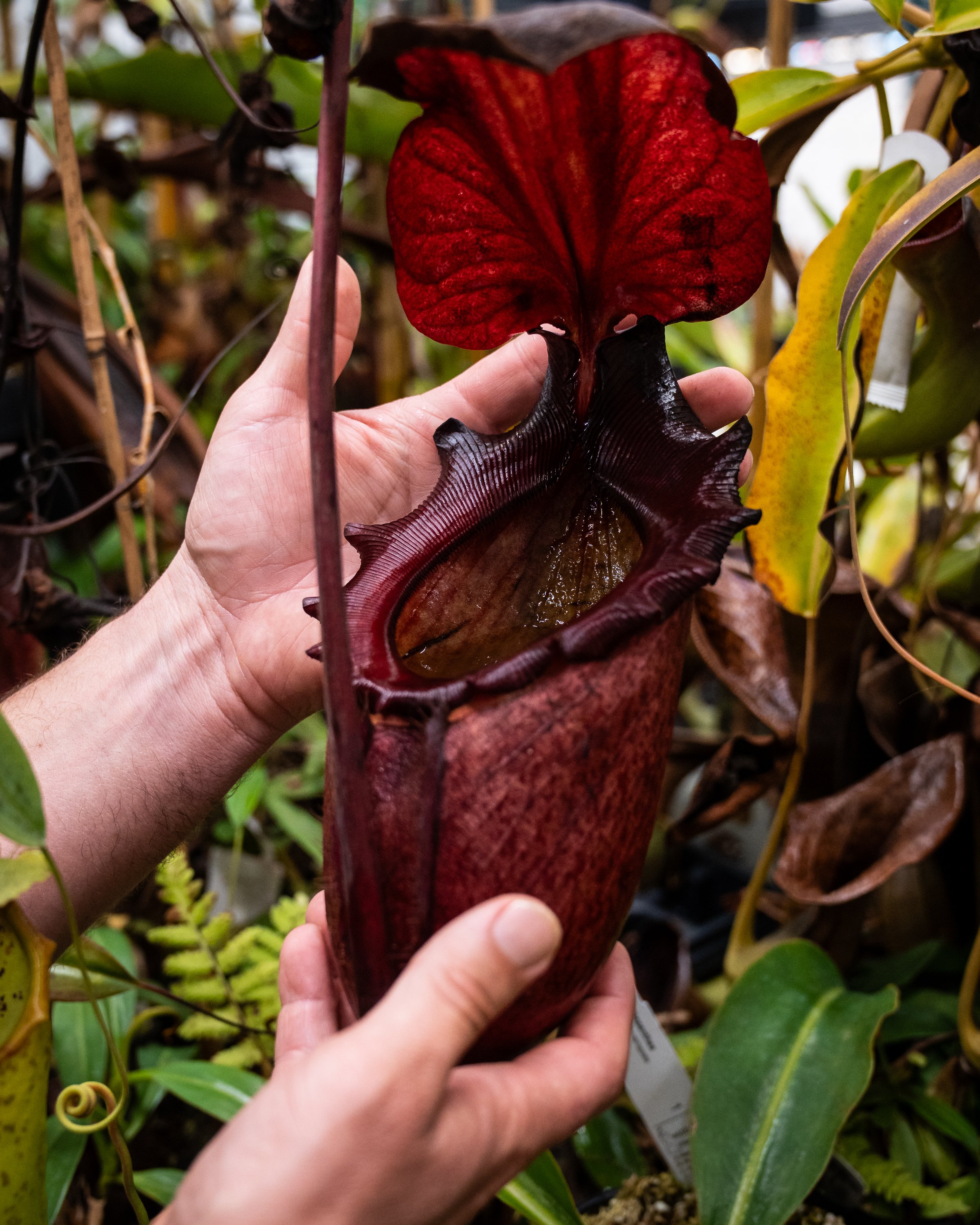 White person's hand carefully holds giant montane pitcher plant.