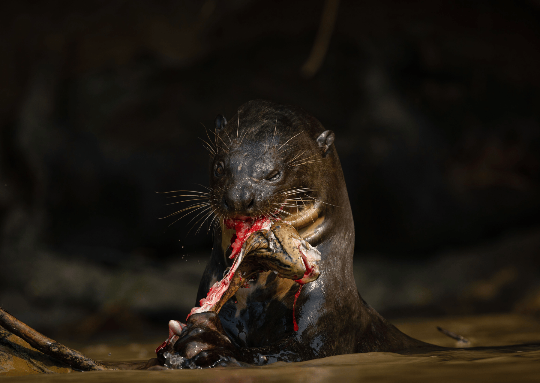 a giant otter eating an eel