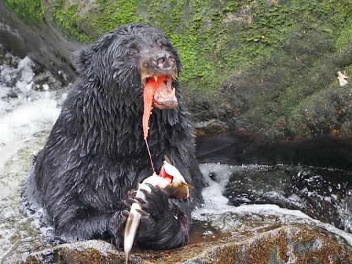 a black bear eating salmon in a river