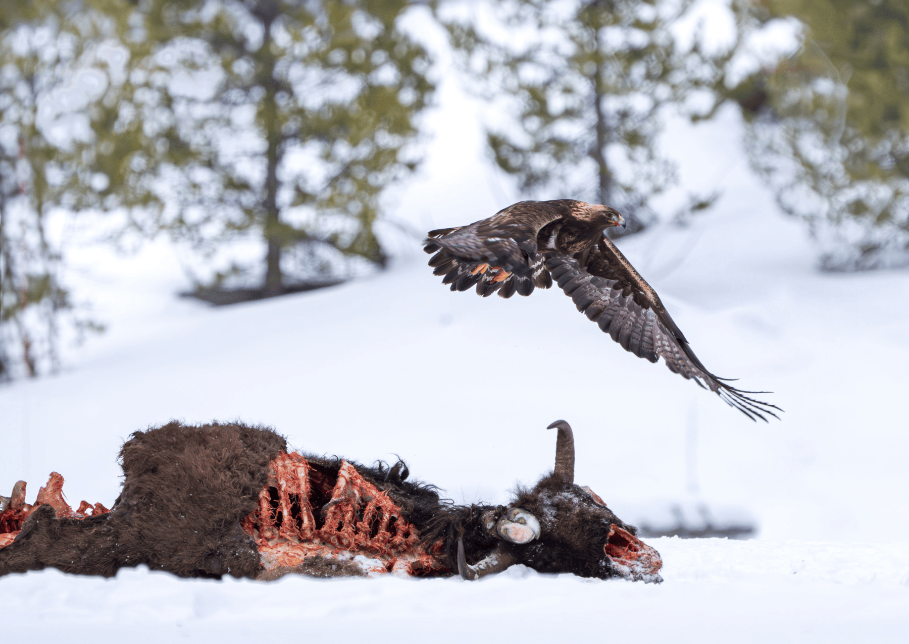 an eagle eating a very picked apart bison carcass in the snow