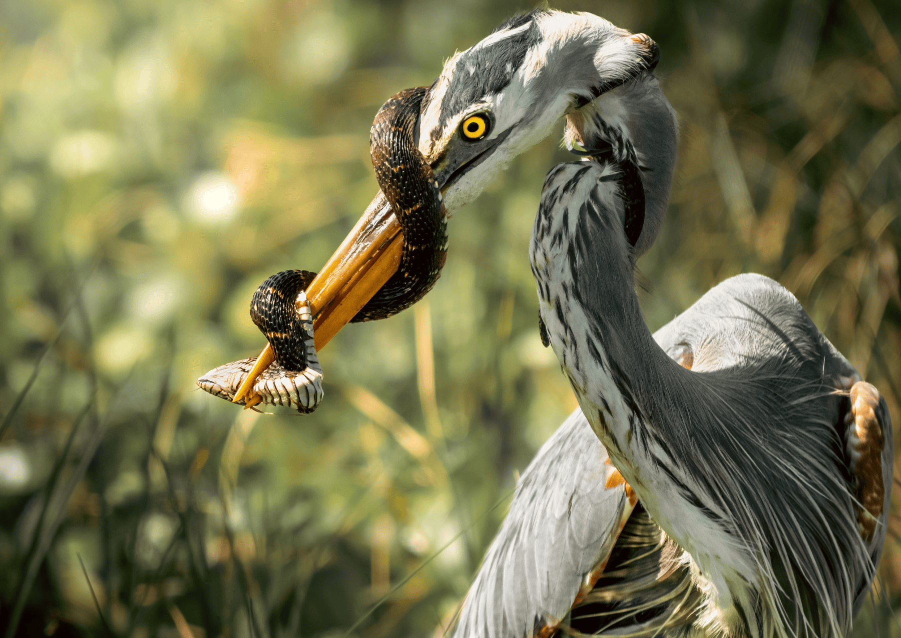 a large heron with a snake around its beak