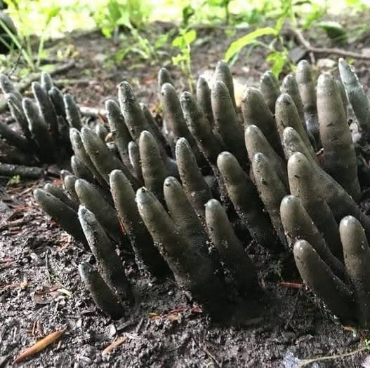 fungi that look like fingers